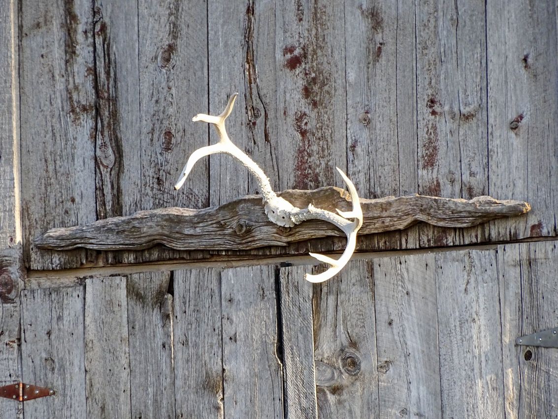Antique-Barn-European-Mount-Deer-Antlers-New-Mexico-The-Eason-Ranch