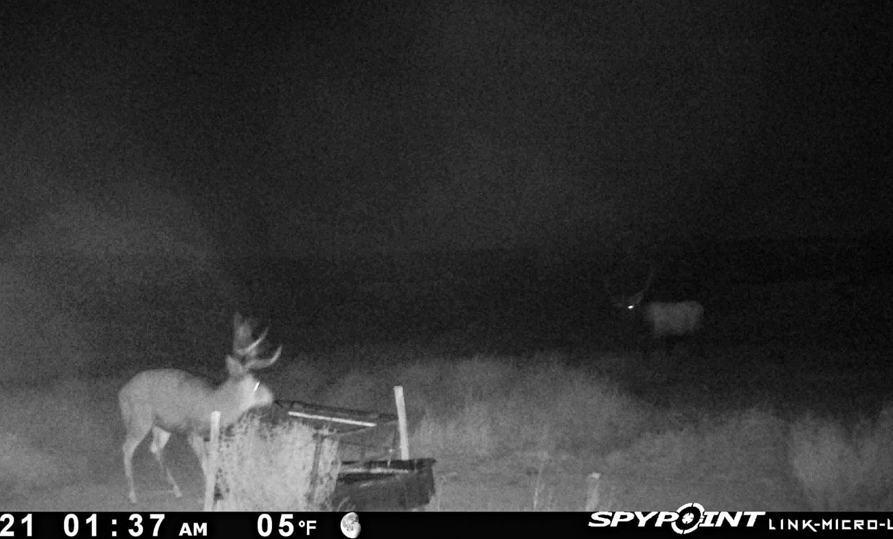 Bull-Elk-Mule-Deer-Buck-Game-Camera-Meeting-New-Mexico-The-Eason-Ranch