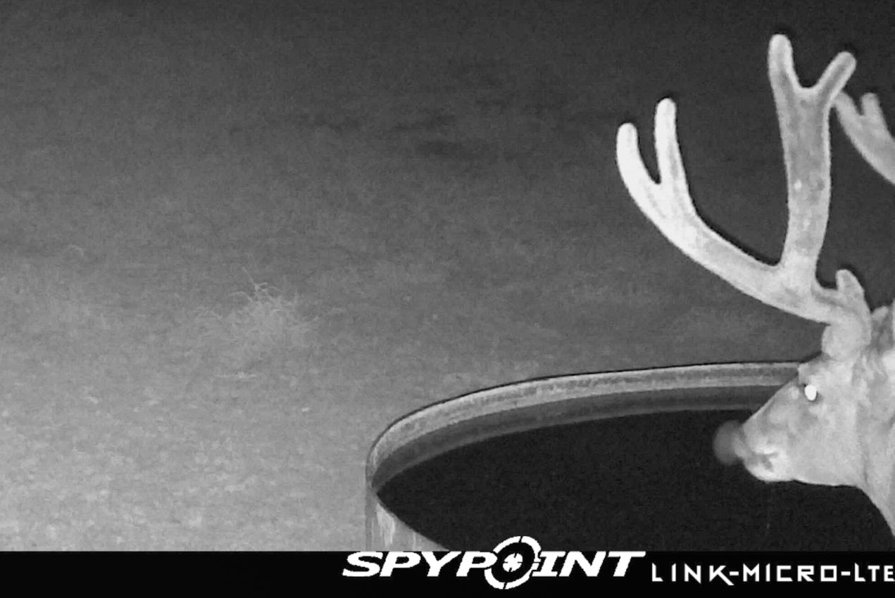 Deer-Lick-water-trouph-game-camera-New-Mexico-The-Eason-Ranch