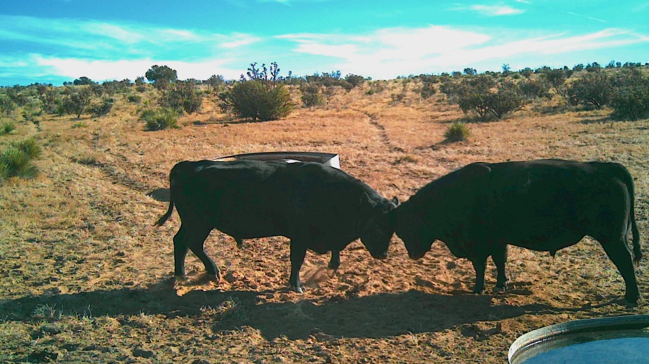 Headbutt-Black-Bulls-New-Mexico-The-Eason-Ranch
