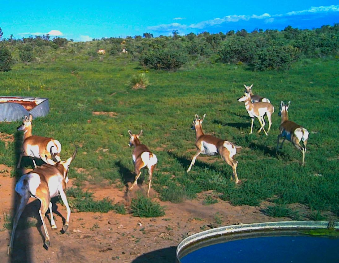 Pronghorn-Antelope-Buck-with-Does-New-Mexcio-The-Eason-Ranch