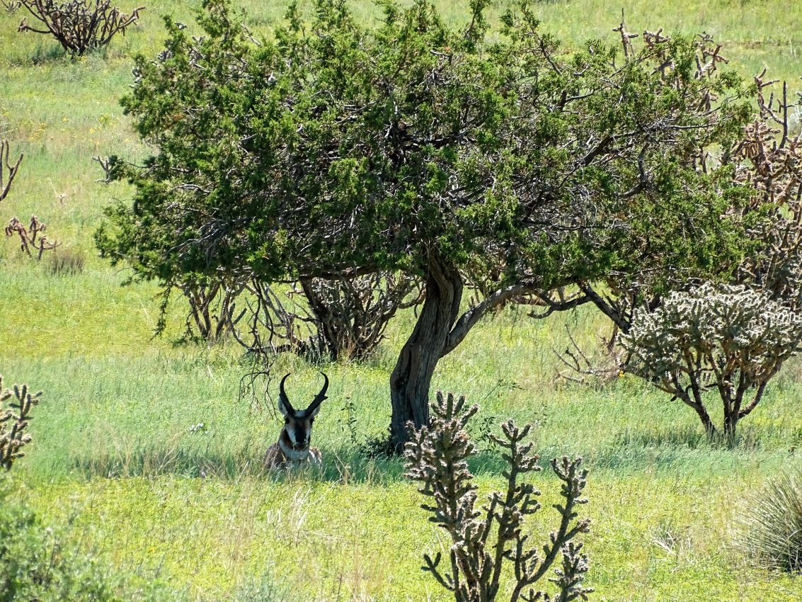 Resting-Buck-Antelope-New-Mexico-The-Eason-Ranch
