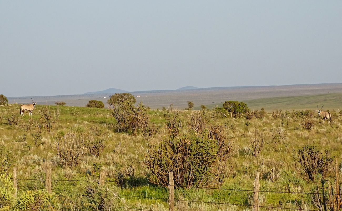 Split-Oryx-Socorro-County-New-Mexico-The-Eason-Ranch