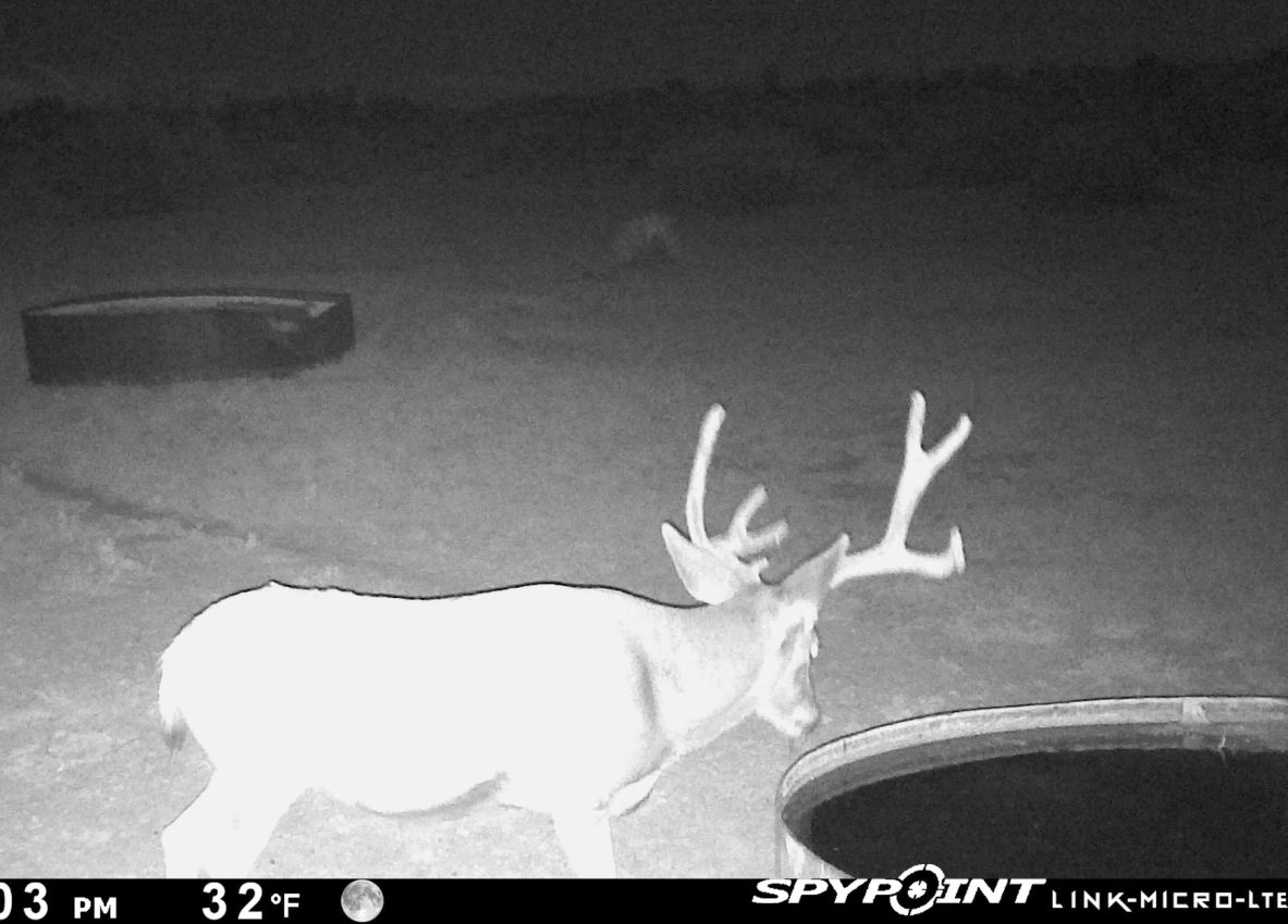 Stealth-Night-Buck-drinks-Game-Camera-New-Mexico-The-Eason-Ranch