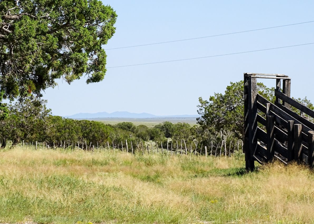 good-grass-pasture-loading-ramp-new-mexico-the-eason-ranch