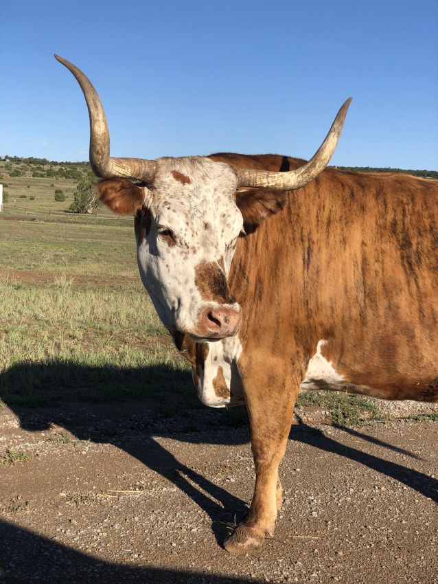 mister-longhorn-new-mexico-founders-ranch