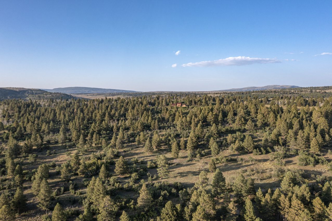 Pine-Trees-Colorado-Four-Shooting-Stars-Ranch