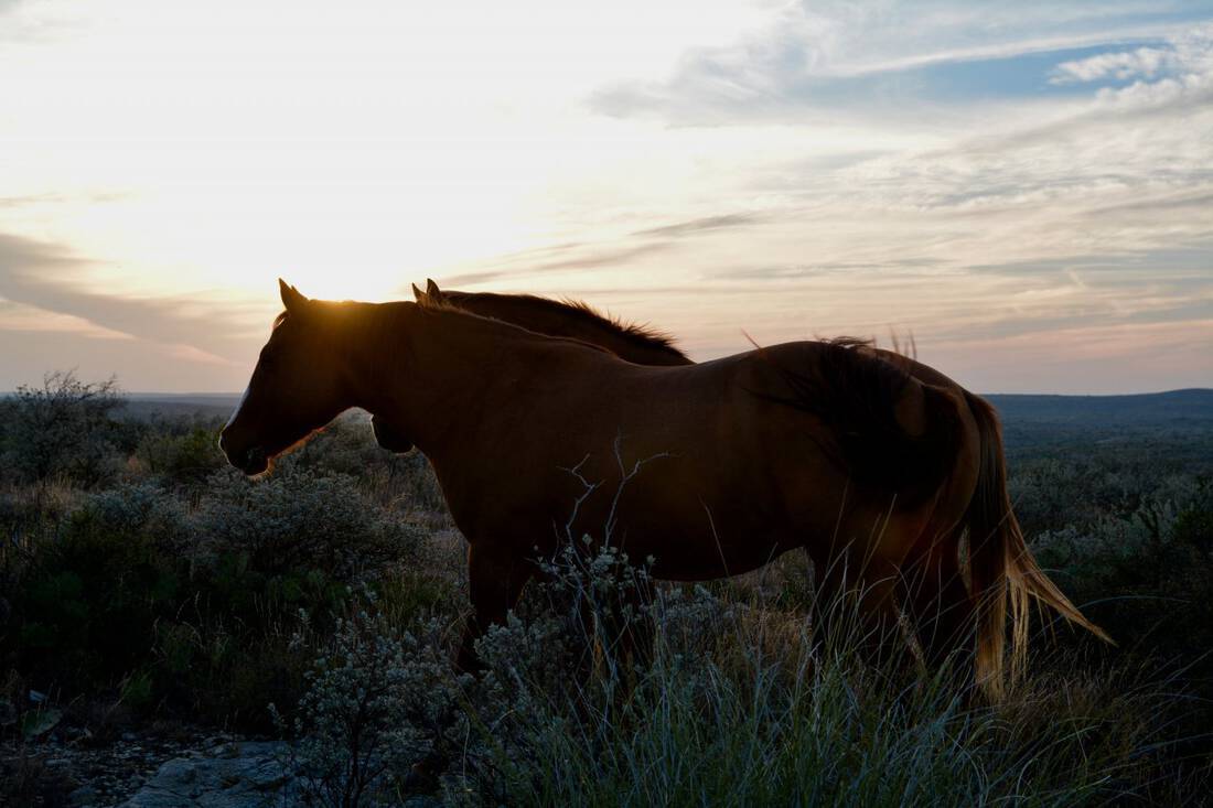 Sunset and Horses