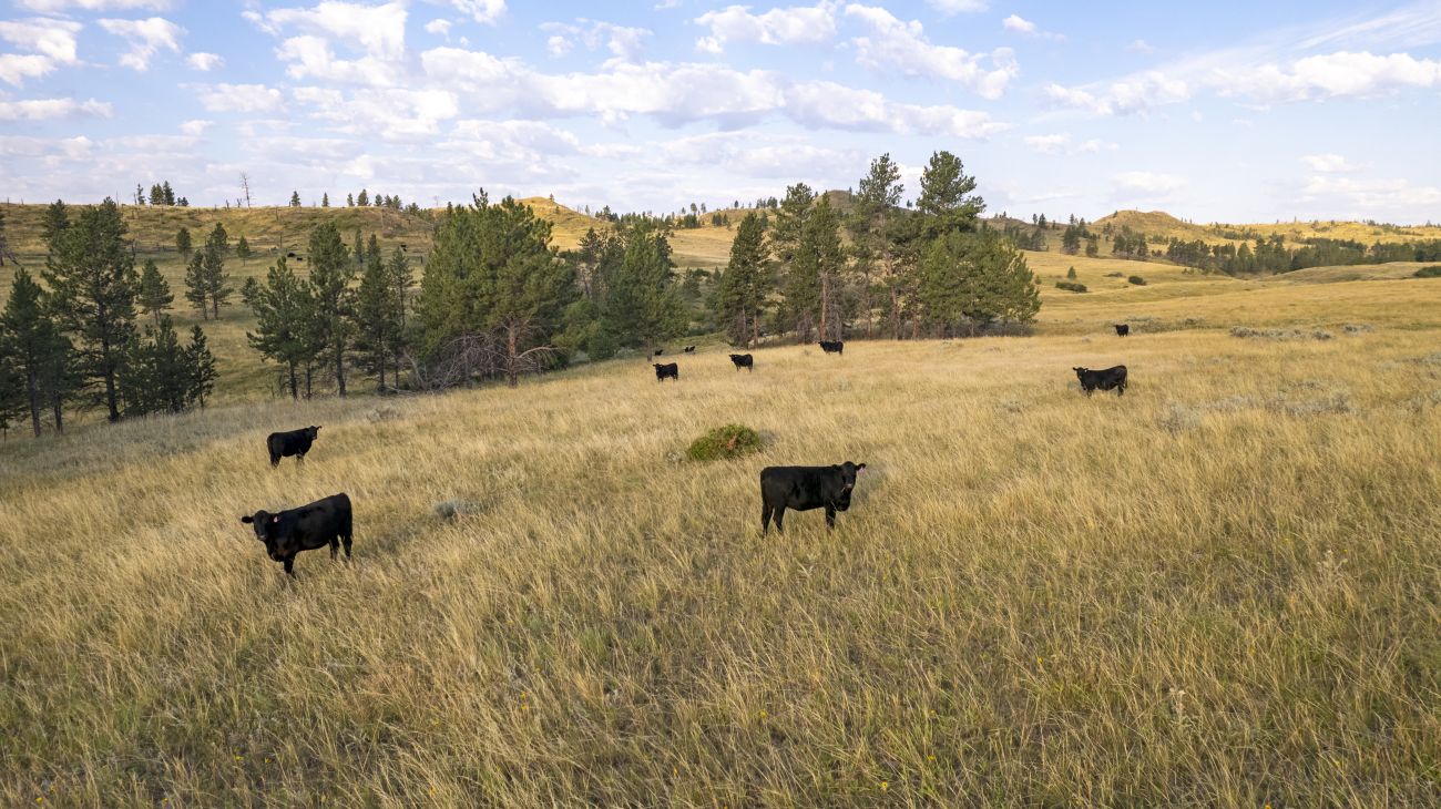 cattle-property-for-sale-montana-golder-ranch-on-rosebud-creek