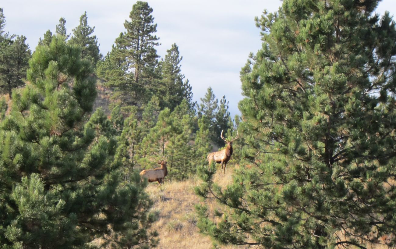 elk-montana-golder-ranch