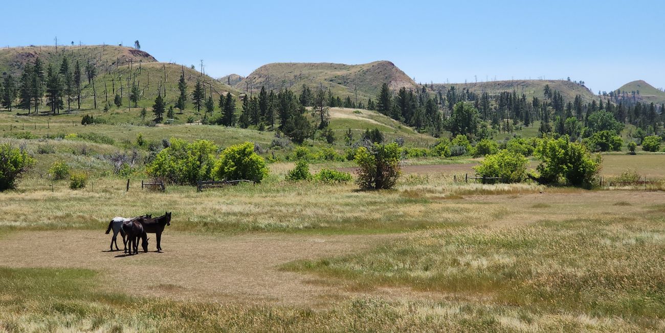 horse-ranch-montana-golder-ranch-on-rosebud-creek