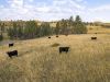 cattle-property-for-sale-montana-golder-ranch-on-rosebud-creek
