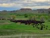 padlock-ranch-yearlings-montana-golder-ranch-on-rosebud-creek