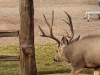wildlife-deer-montana-golder-ranch
