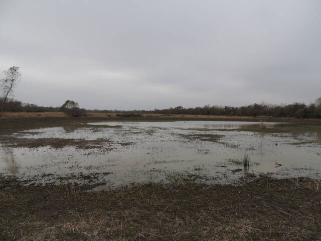 new-wetland-grey-duck