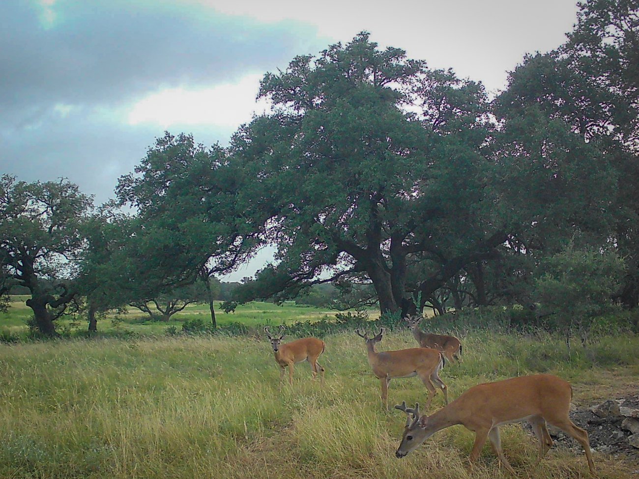 Head Mountain Preserve, Comal County, Texas
