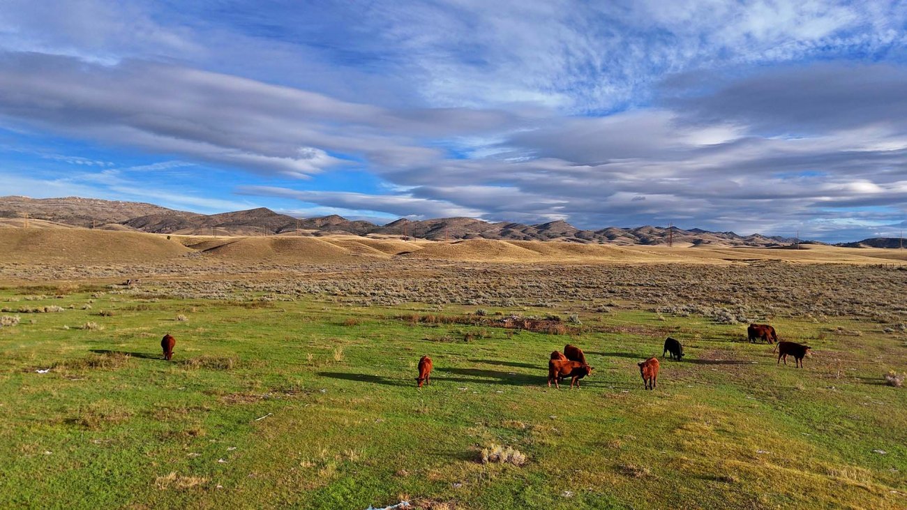 Grass-feed-beef-Montana-Jefferson-River-Homestead