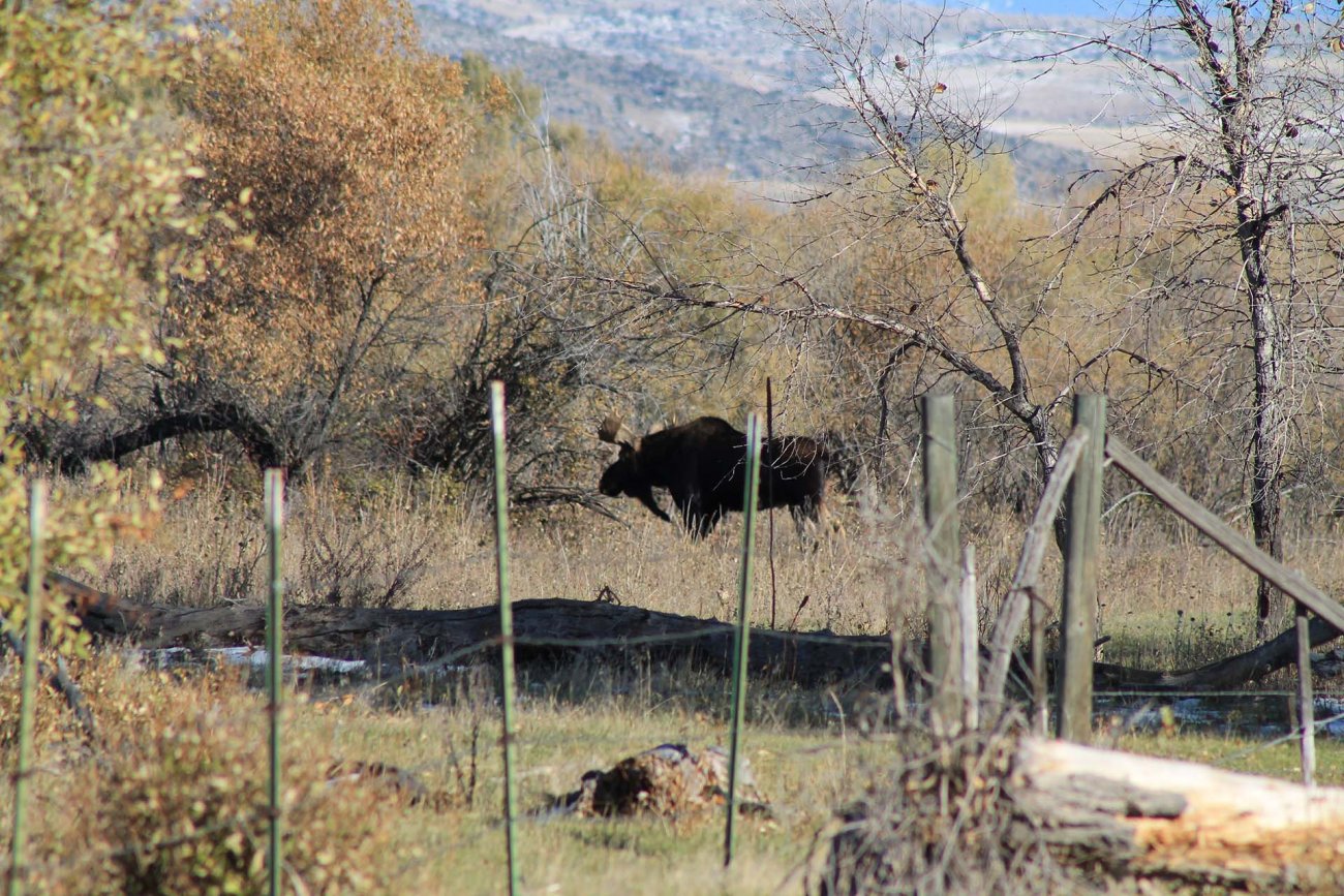 Moose-hunting-Montana-Jefferson-River-Homestead