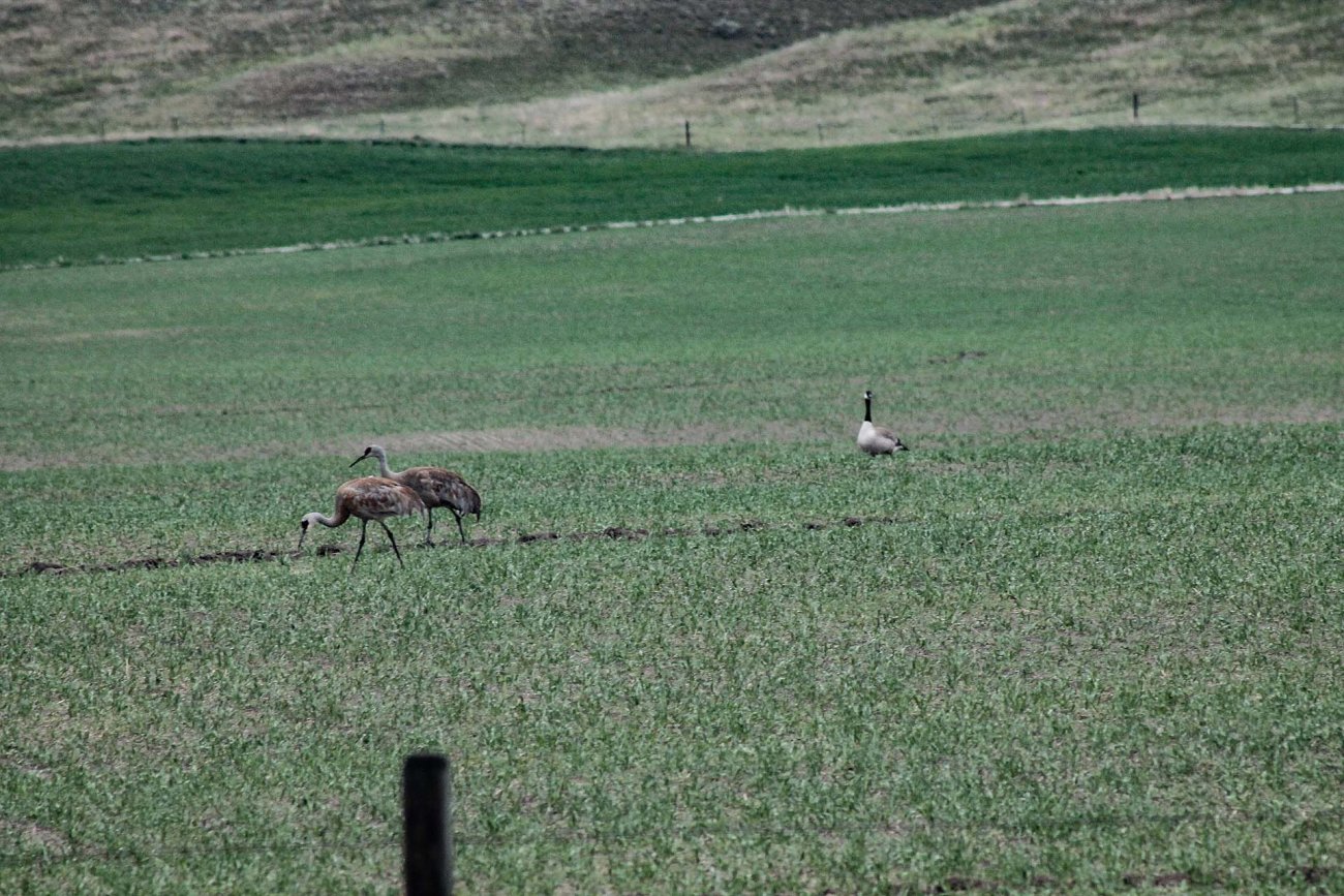 Sandhill-Crane-Hunting-Montana-Jefferson-River-Homestead