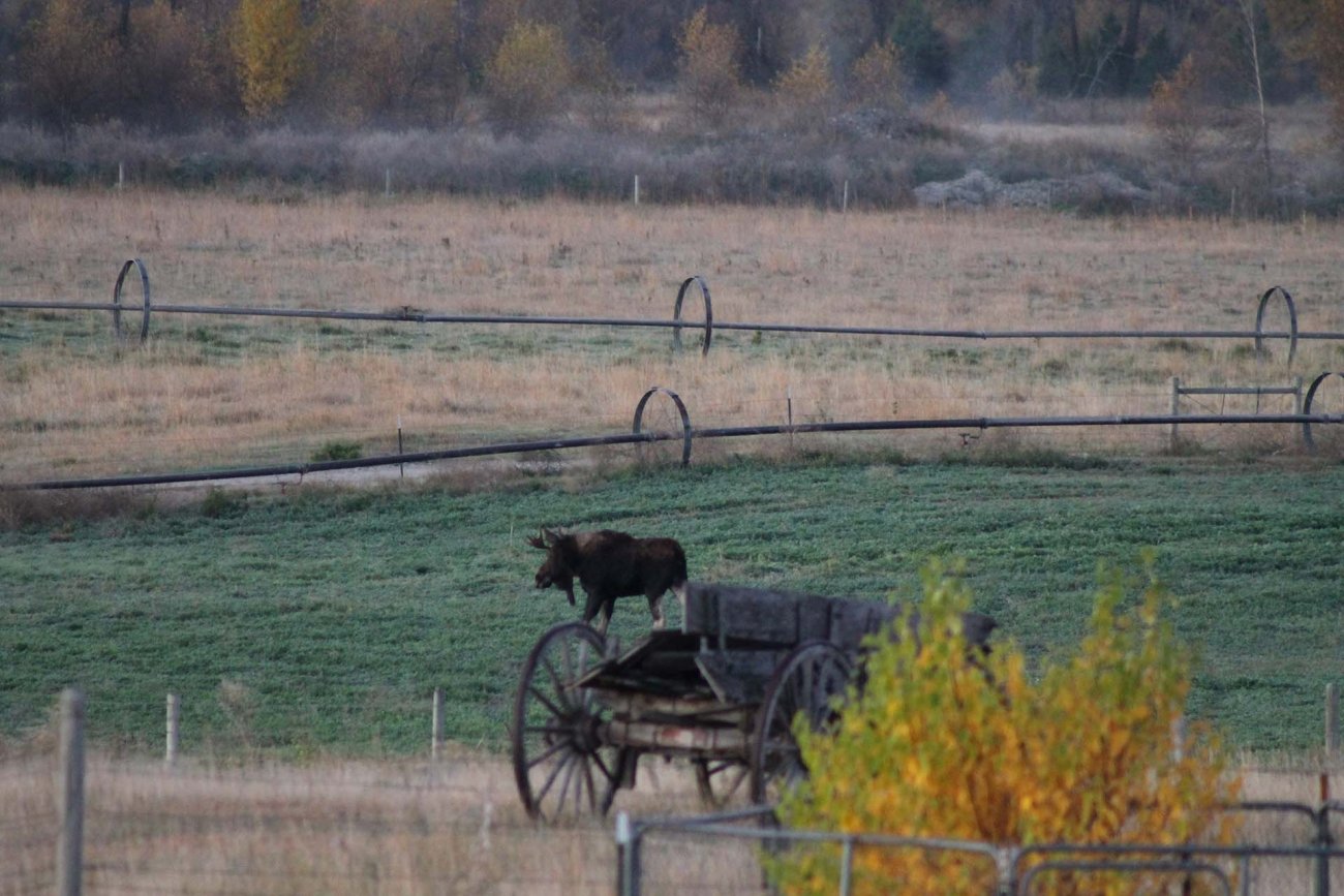 Montana-Wilderness-Montana-Jefferson-River-Homestead Montana-Wilderness-Montana-Jefferson-River-Homestead