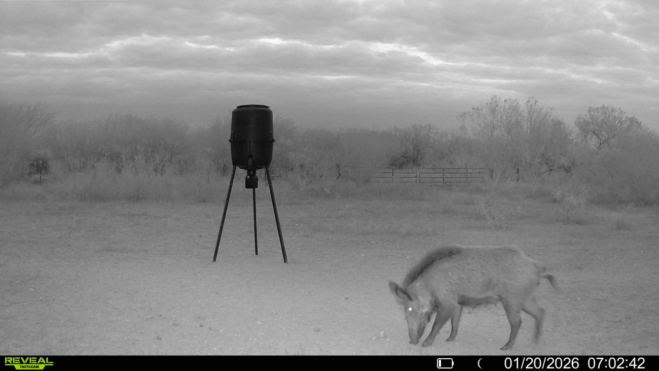 20.5-Razorback 20.5-Razorback