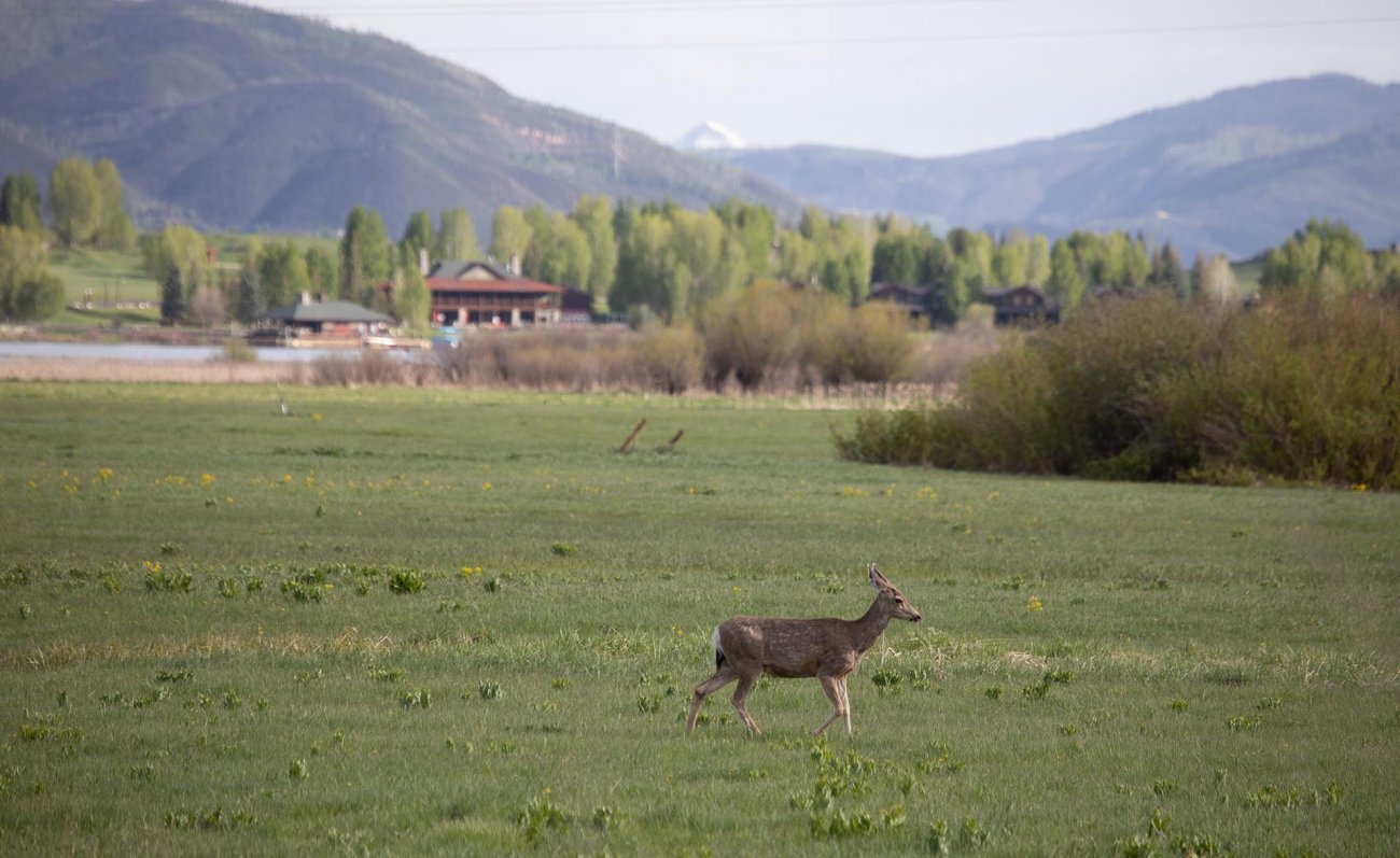 archery-hunts-colorado-lake-catamount-homesite