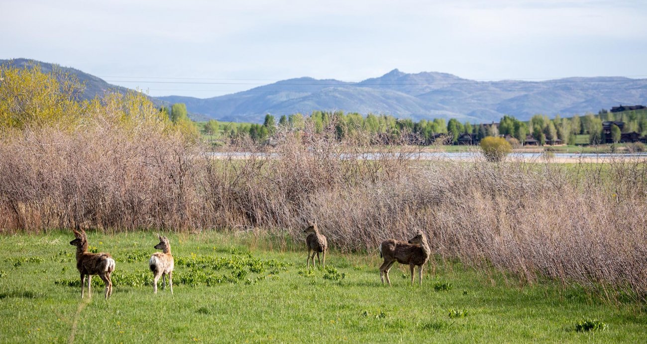 flyfishing-colorado-lake-catamount-homesite