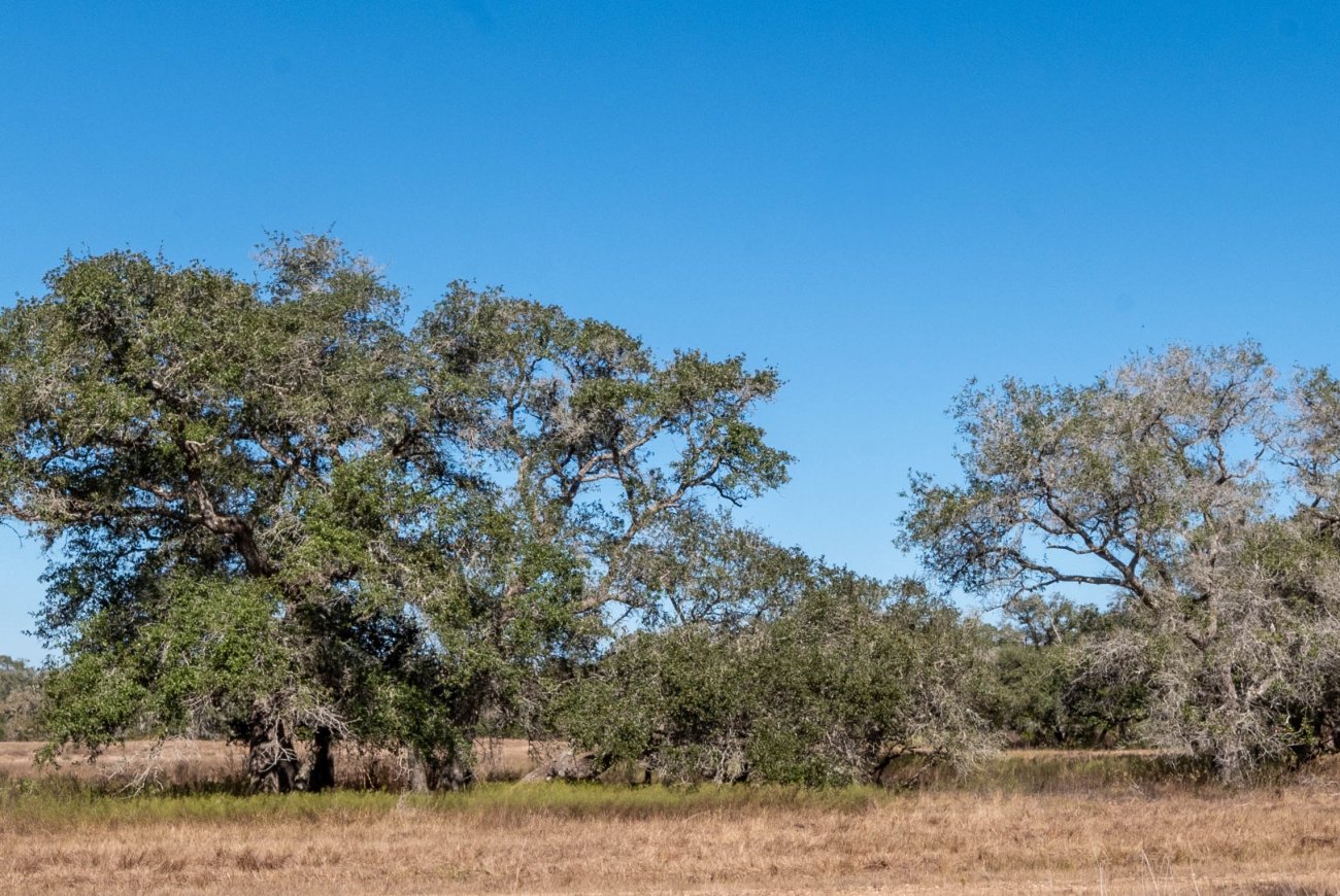 13-Morales-Ranch-70b 13-Morales-Ranch-70b