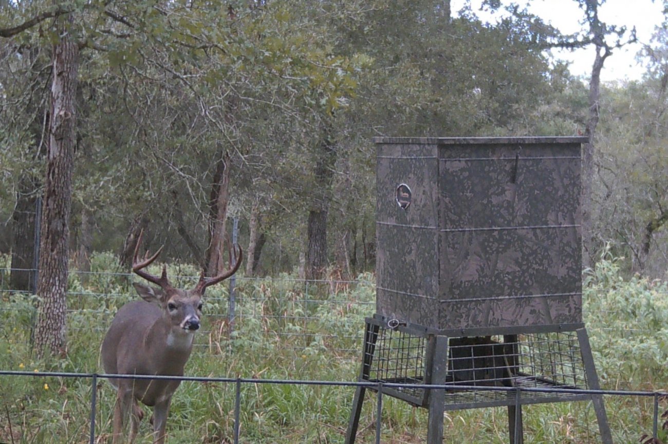 2-daytime-bucks-b 2-daytime-bucks-b