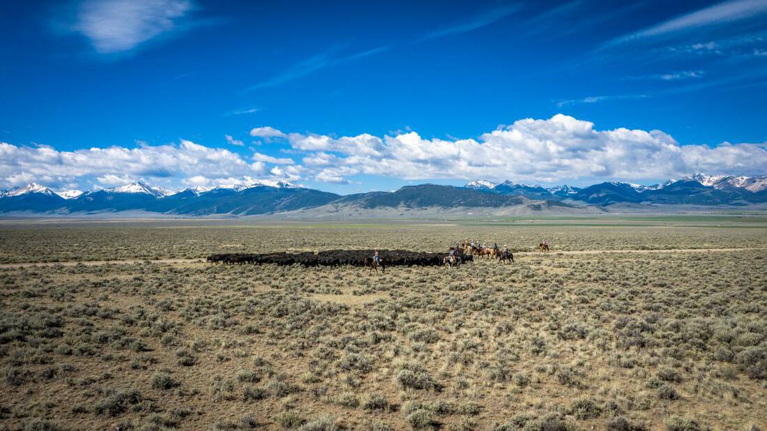 little-eight-mile-creek-ranch-lemhi-river-idaho-ranch-for-sale-cattle