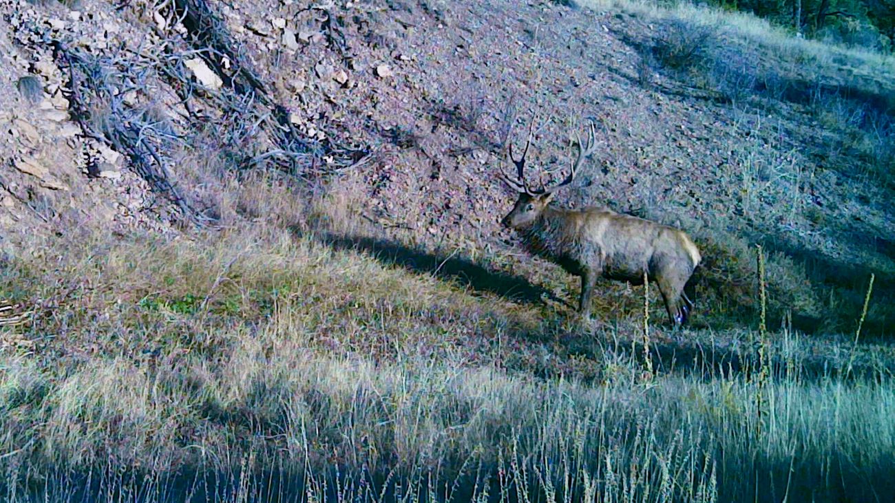 big-bull-elk-new-mexico-los-trigos-ranch