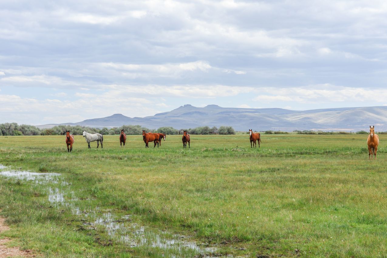 horses-acres-oregon-lucky-7-ranch
