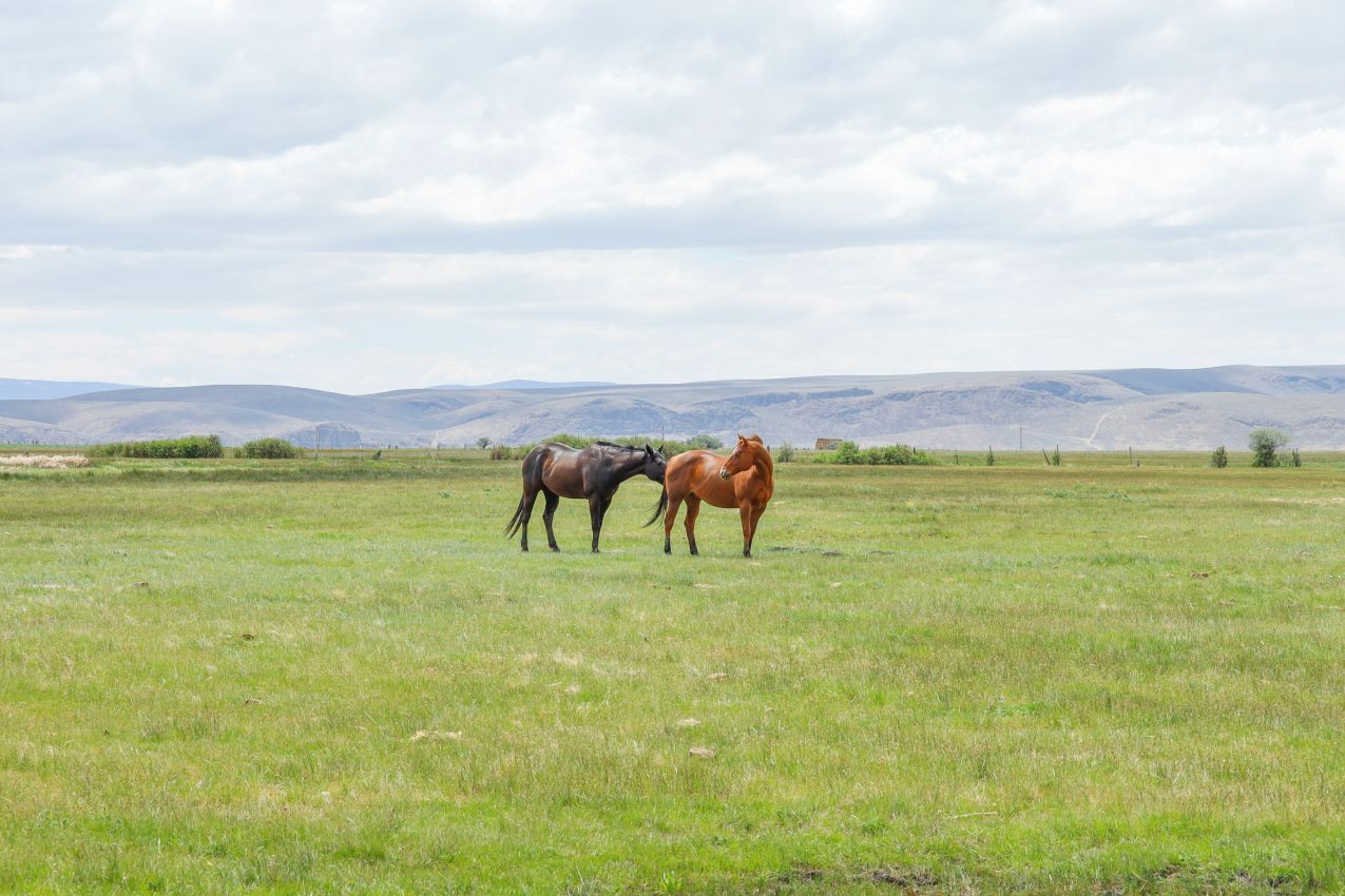 open-range-cattle-oregon-lucky-7-ranch