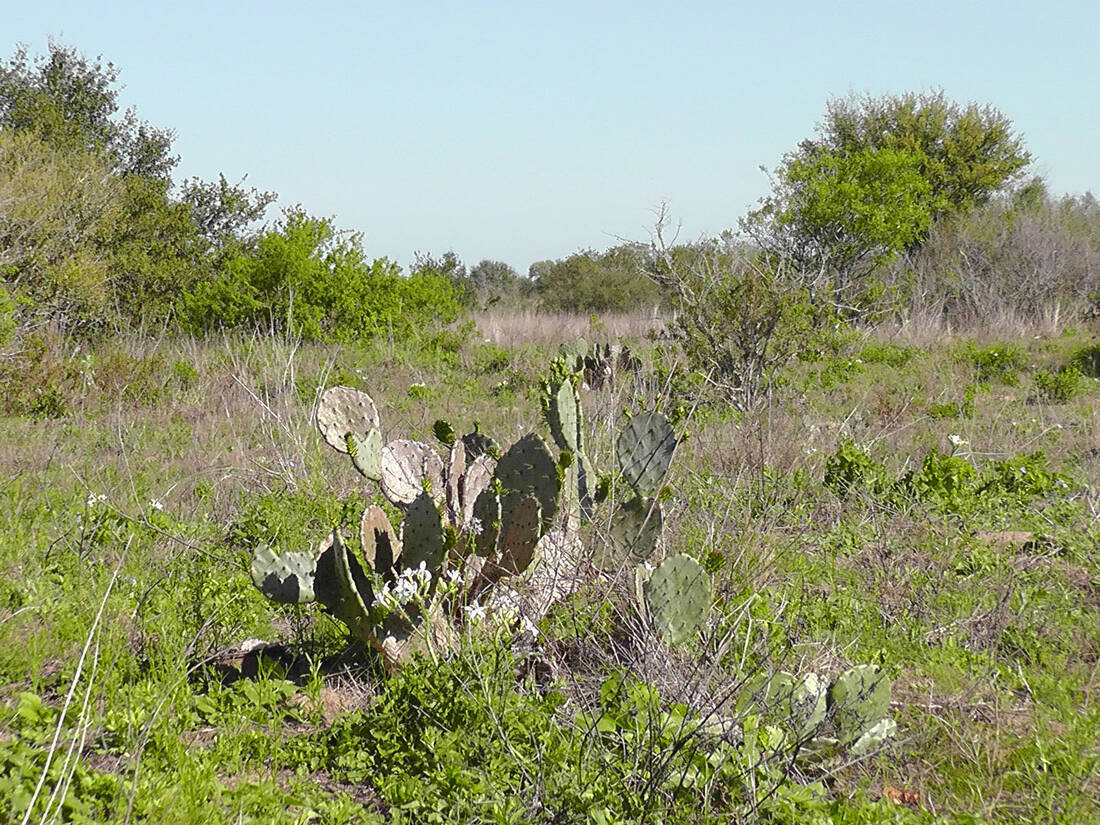 cactus-on-sand-hill