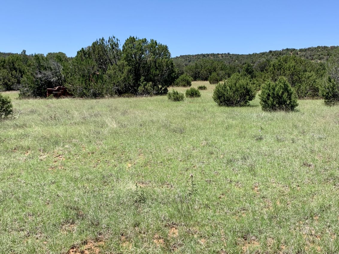 grass-w-pinons-new-mexico-mesa-springs-ranch