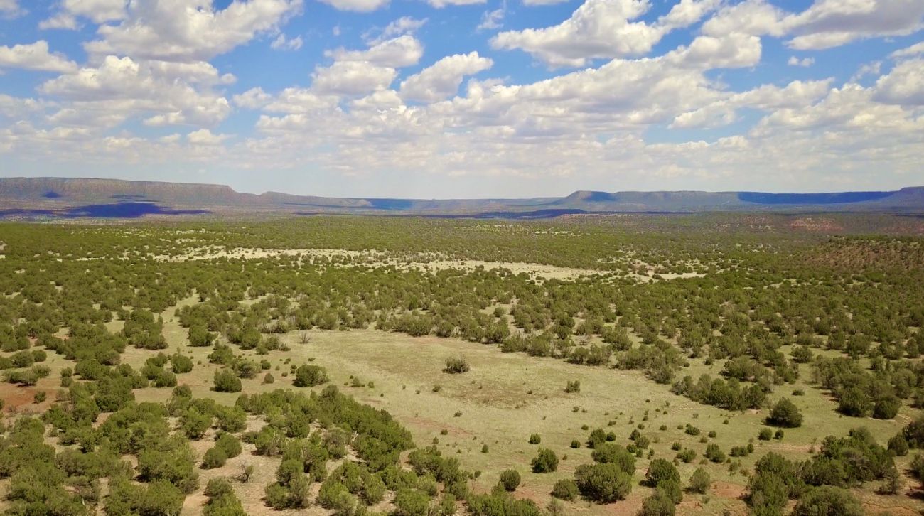 green-patches-2-new-mexico-mesa-springs-ranch
