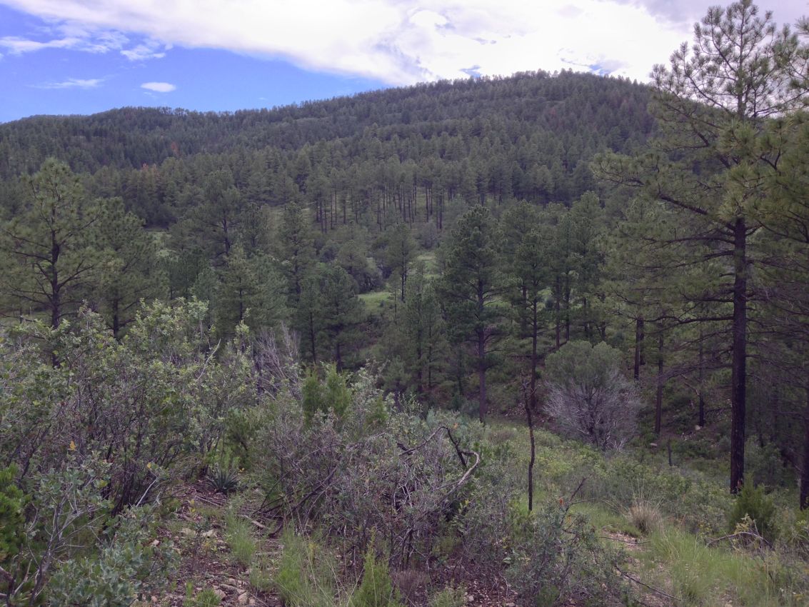 Fire-mitigated-Lincoln-National-Forest-from-south-property-line