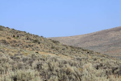 Cattle-Grazing-Nevada-Oregon-Moser-Ranch