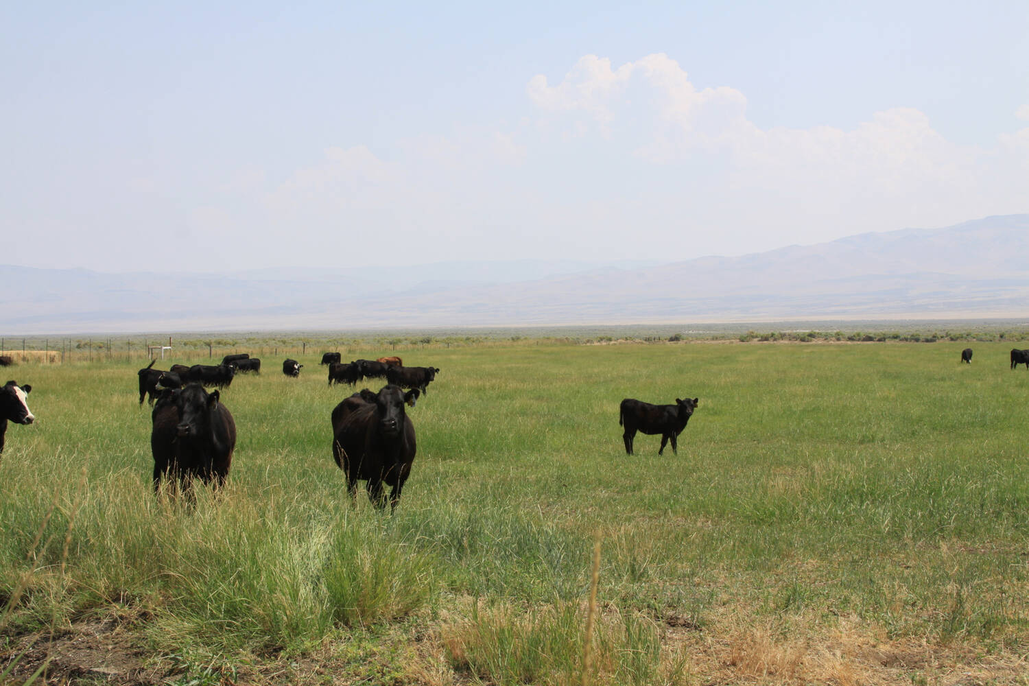 Cattle-Nevada-Oregon-Moser-Ranch