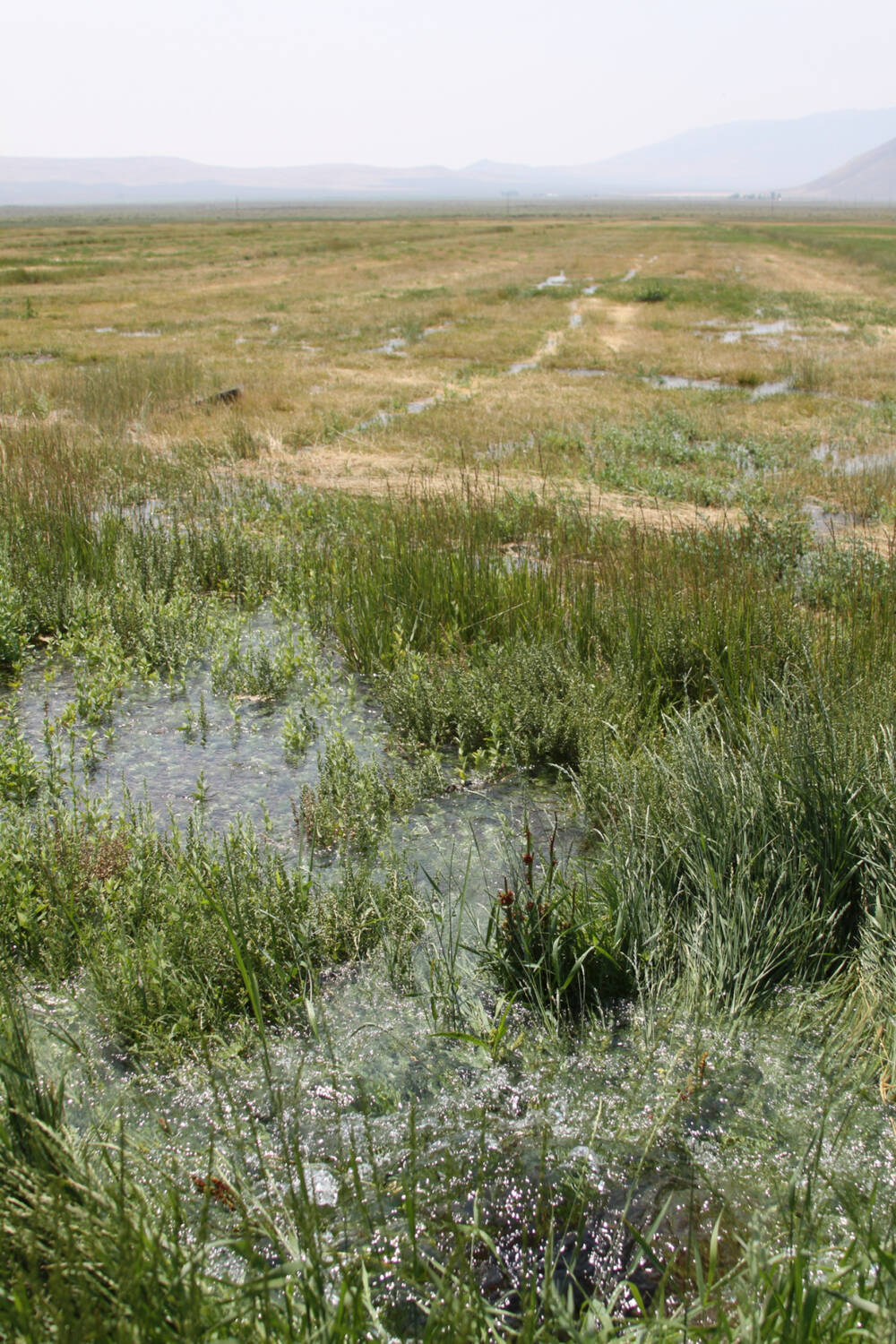 Flood-Irrigation-Nevada-Oregon-Moser-Ranch