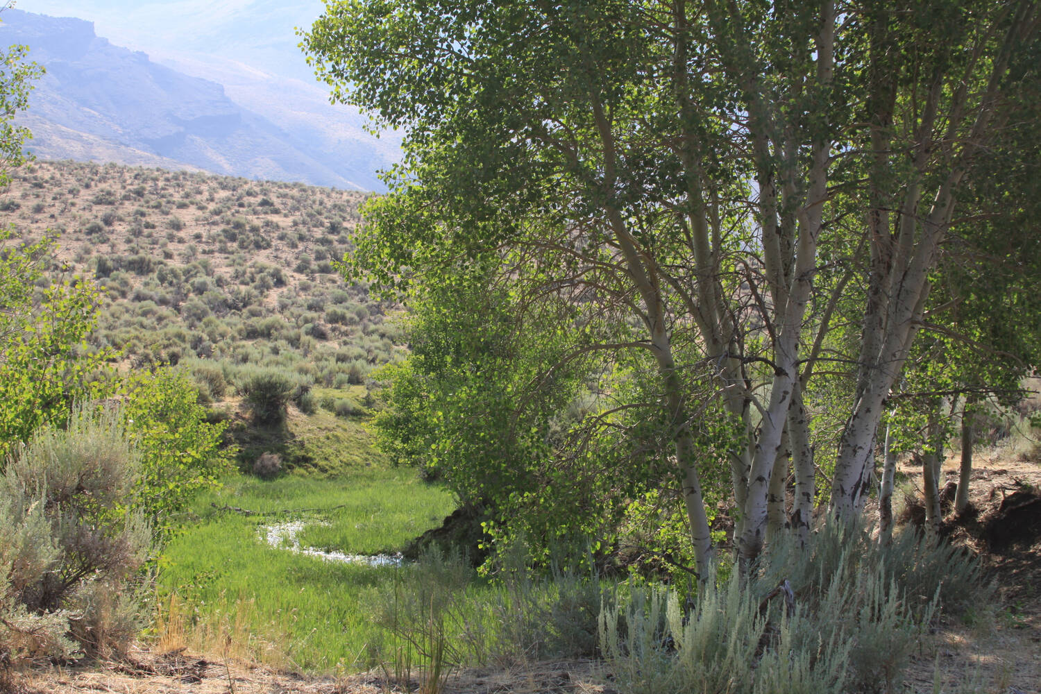 Tree-Lined-Creek-Nevada-Oregon-Moser-Ranch