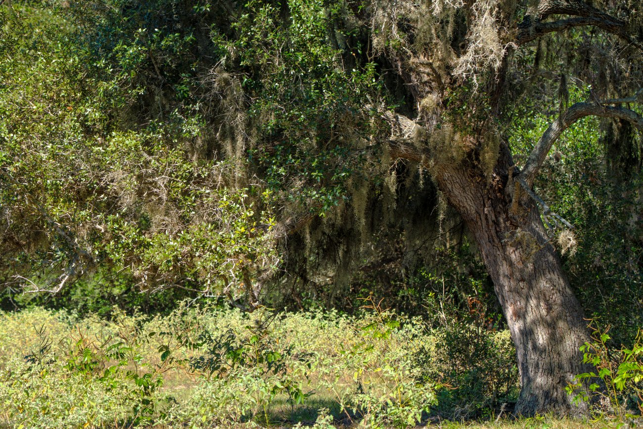 Mossy-Meadow-Ranch Mossy-Meadow-Ranch