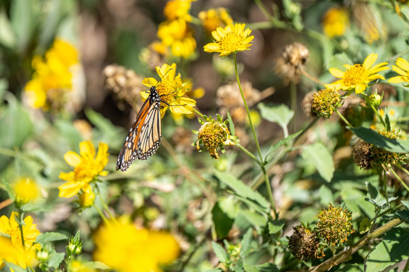 morales40-32 morales40-32