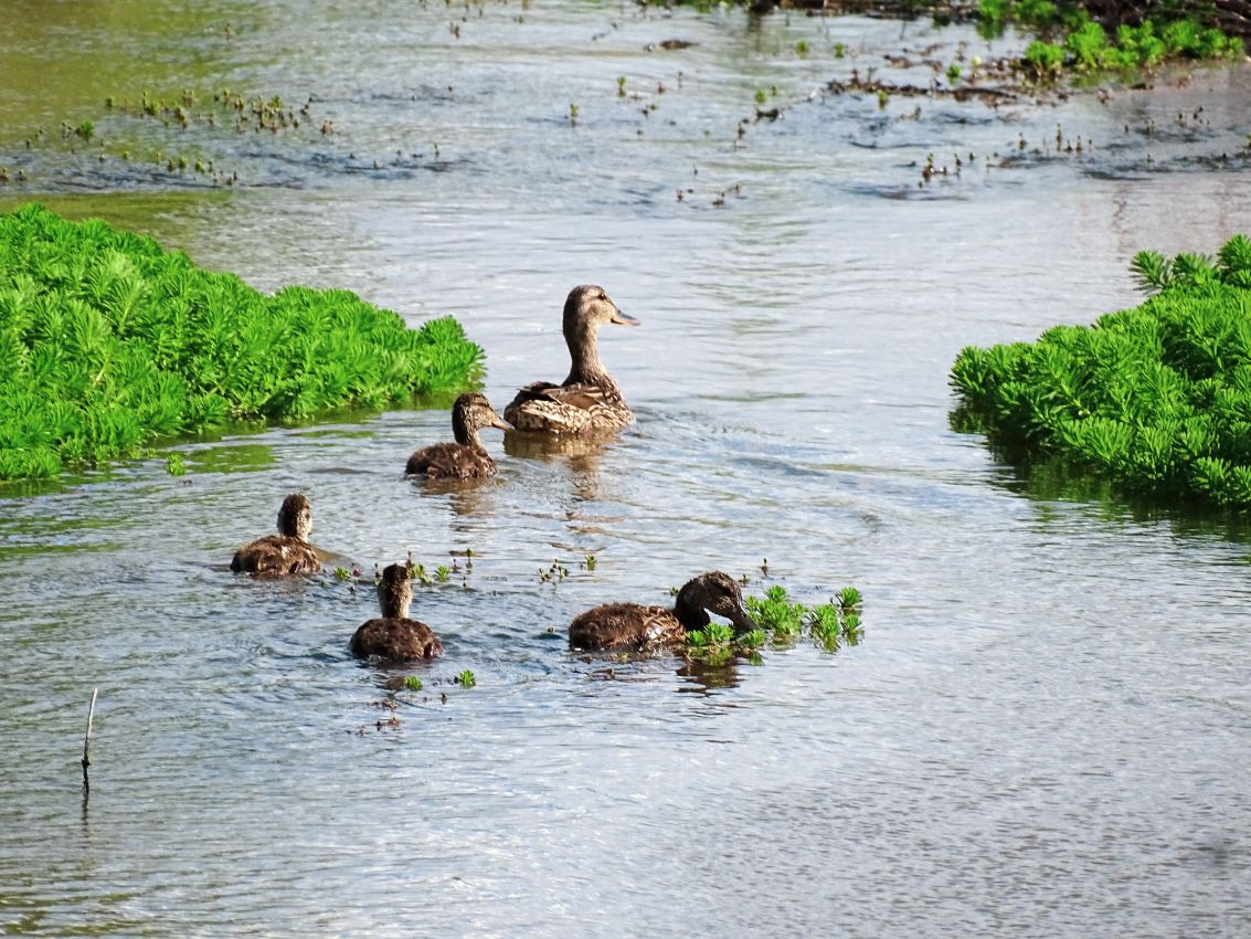 26-ducklings-with-mama-new-mexico-uncle-bills-farm-ranch