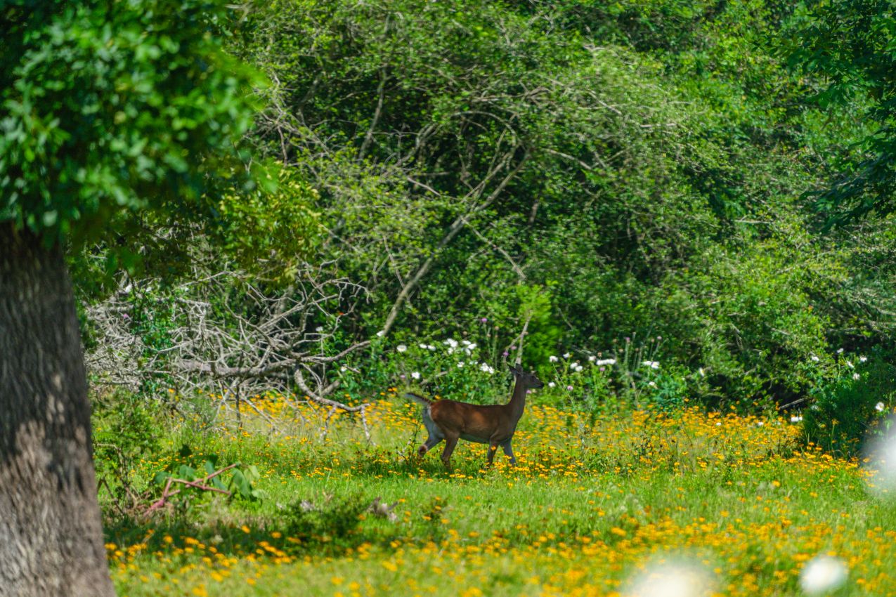 23.-deer-and-flowers