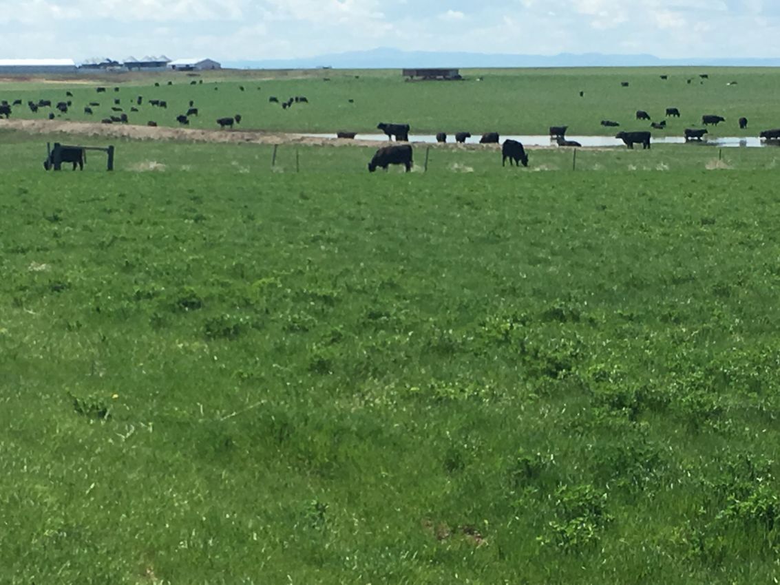Northern-Plains-Grassland-Cattle-Ranch-South-Dakota-Pasture28