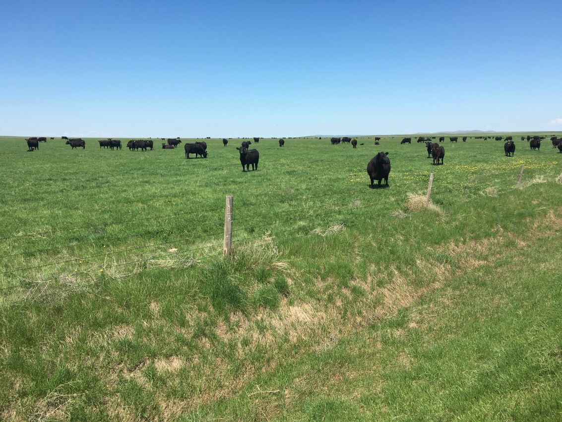 Northern-Plains-Grassland-Cattle-Ranch-South-Dakota-Pasture33