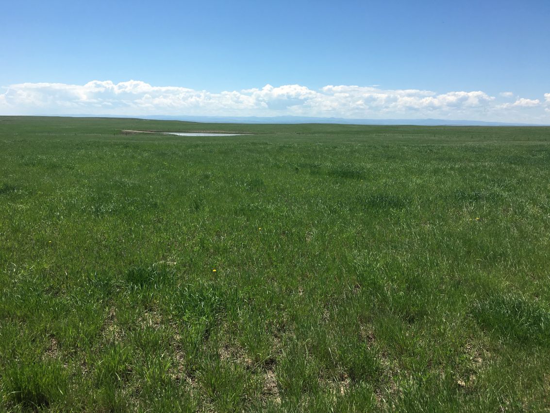 Northern-Plains-Grassland-Cattle-Ranch-South-Dakota-Pasture38