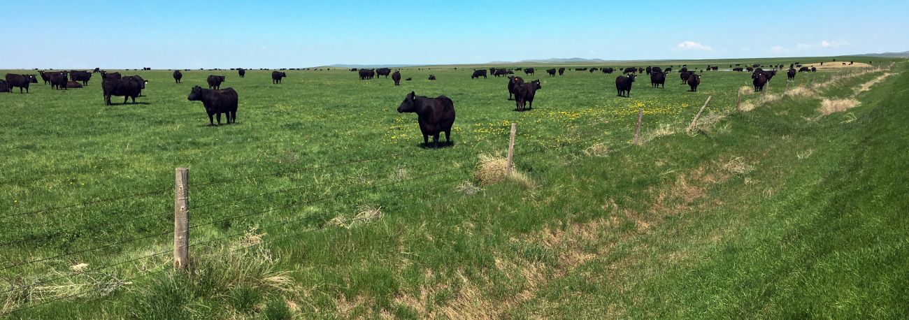 south-dakota-cattle-ranch-for-sale-northern-plains-grassland-cattle-ranch