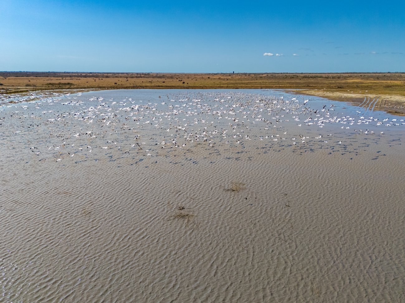 11 snow geese aerial